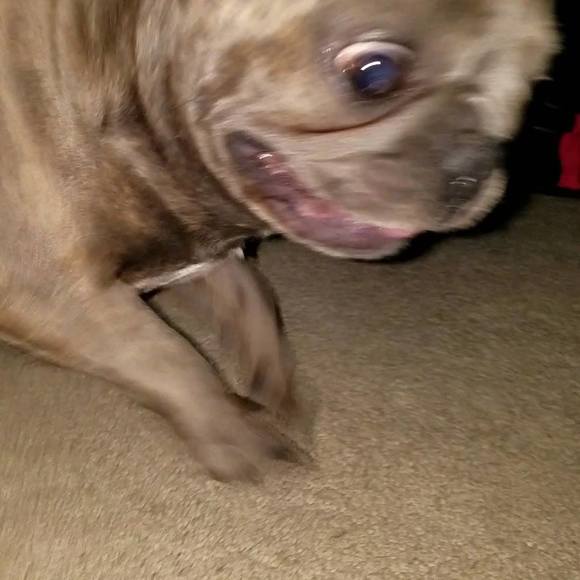 Meet your Posher, Henry - Picture 1 of 1